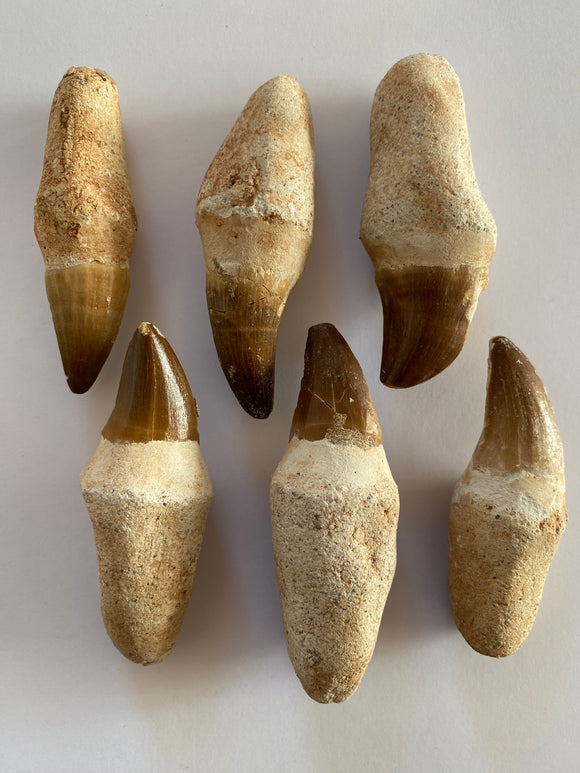 Mosasaurus teeth: 70-80mm