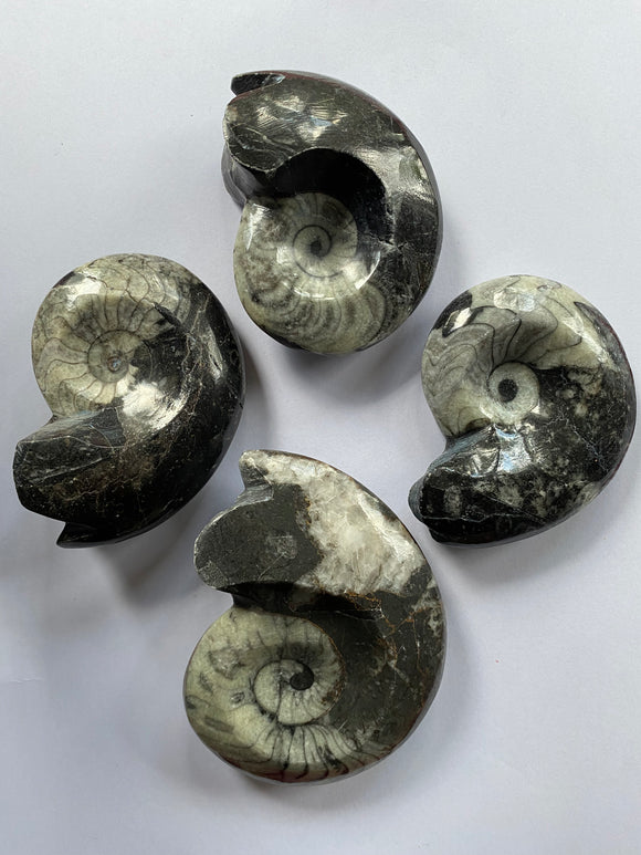 Goniatite: 80-90 mm