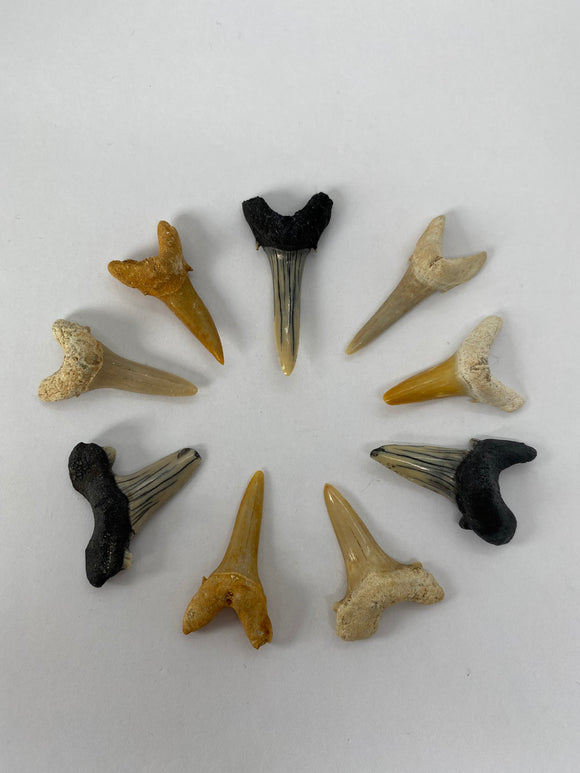 Fossil Shark Tooth Medium
