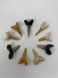 Fossil Shark Tooth Small