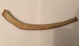 Walrus Rib - ca. 30,5 cm