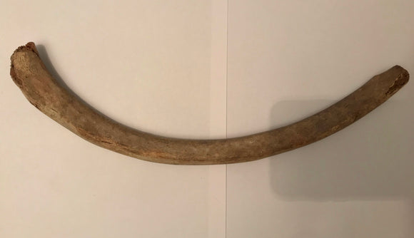 Walrus Rib - ca. 35 cm